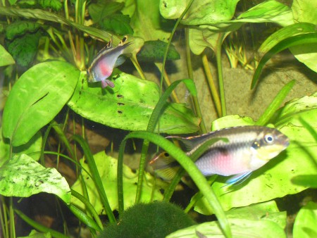 Pestřenec červený